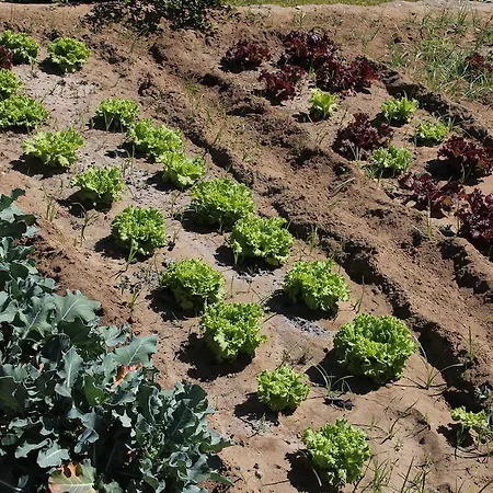 Bed & Breakfast Casalinho De Santo Antonio 3*